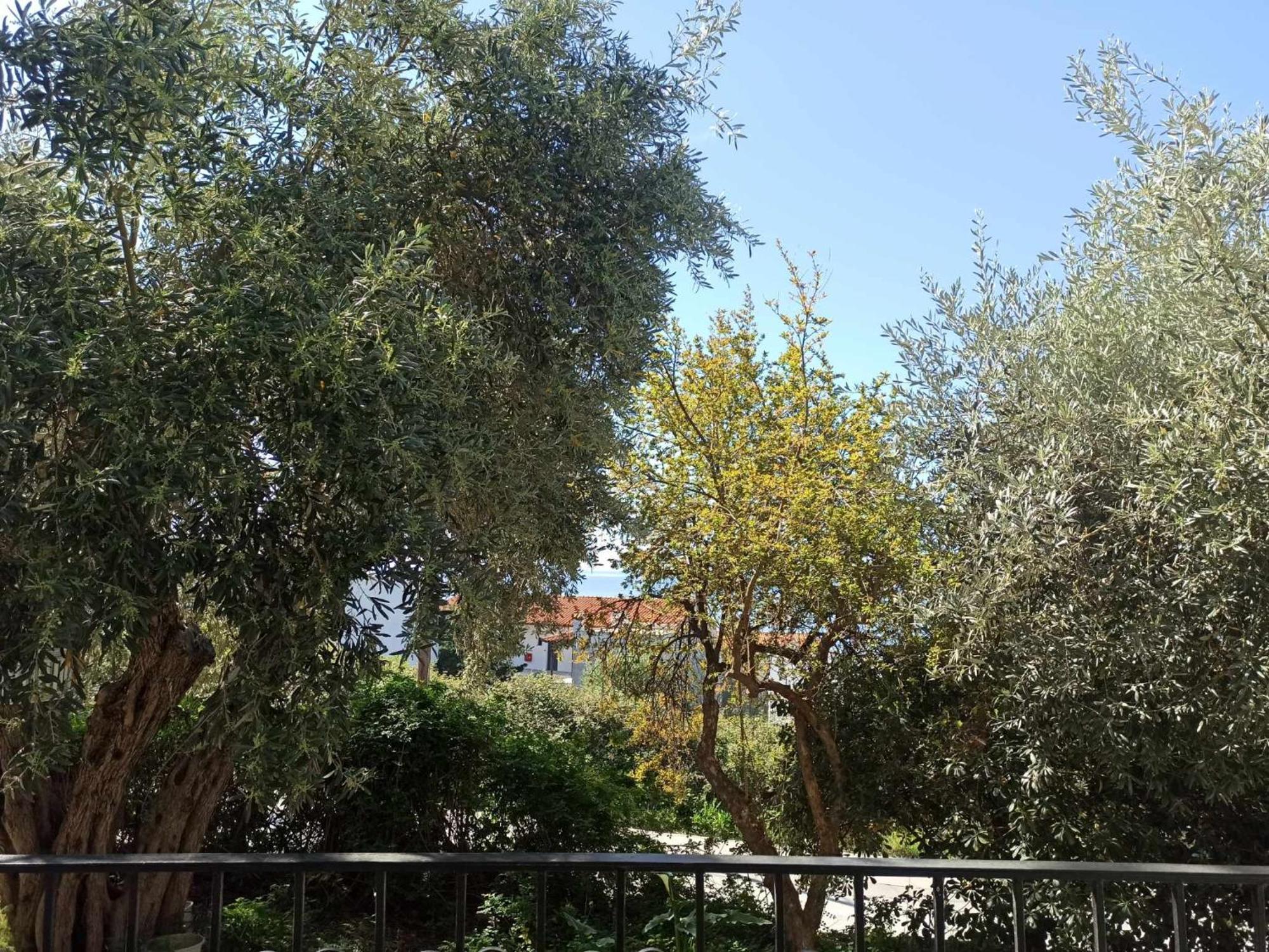 Greekowl Apartments Skiathos Exterior photo